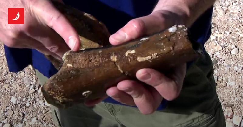 Dinosauro di 130 milioni di anni fa trovato in un sito sottomarino
