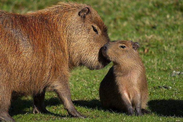 Capibara Capibara