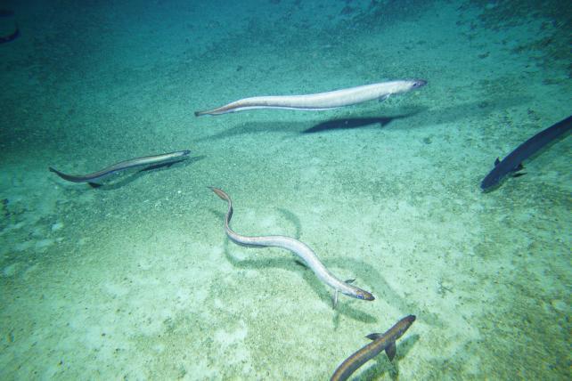 Milioni di misteriose anguille di acque profonde sorprese mentre si radunano al largo della costa della Tasmania