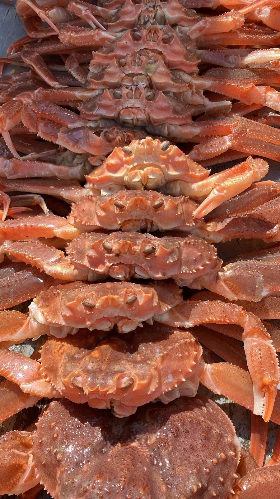 Nel 2025, i pescherecci a strascico hanno iniziato all’improvviso a pescare granchi ibridi rari in quantità record nel Mare di Bering. Ora sappiamo perché