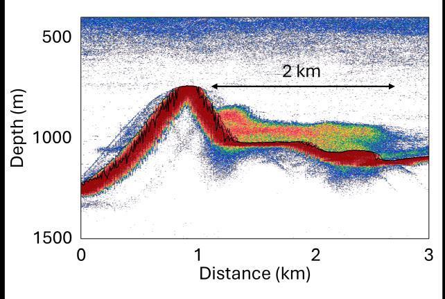 Milioni di misteriose anguille di acque profonde sorprese mentre si radunano al largo della costa della Tasmania