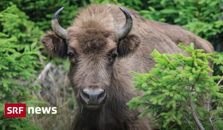 Incendi in Spagna, bisonti e pecore aiutano a fermare le fiamme