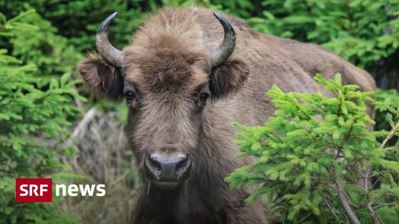 Incendi in Spagna, bisonti e pecore aiutano a fermare le fiamme