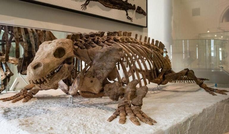 Il fossile con piedi da terrestre che viveva ancora in acqua