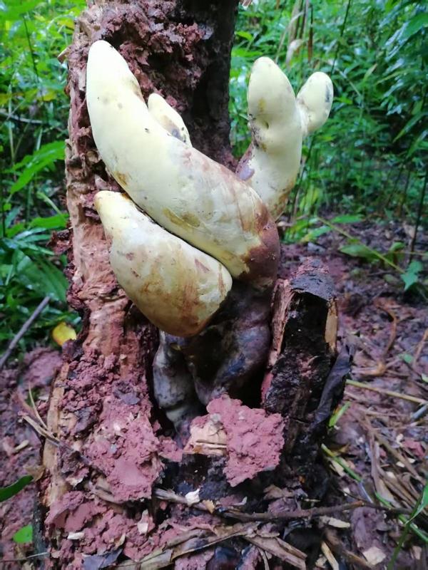 None Ecco D-Rex: in Cina è stato appena scoperto un fungo antico alto quanto un cono stradale