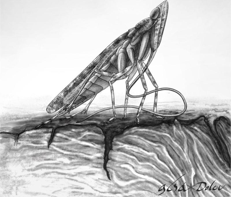 None Illustrazione di Cretoduros Noonoo