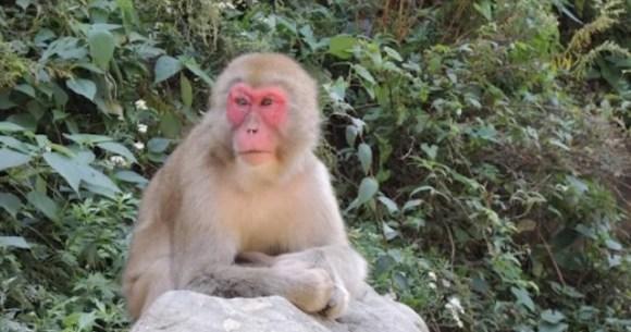 Macachi accusati di oltre 6.000 episodi tra aggressioni e vandalismi