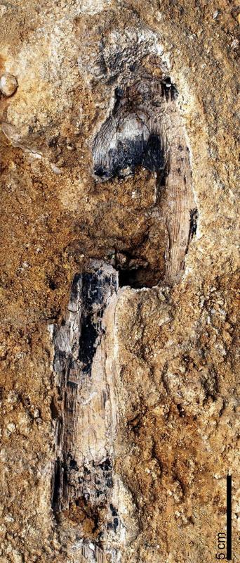 None Le abilità dei Neanderthal nella lavorazione del legno rivelate con dettagli senza precedenti
