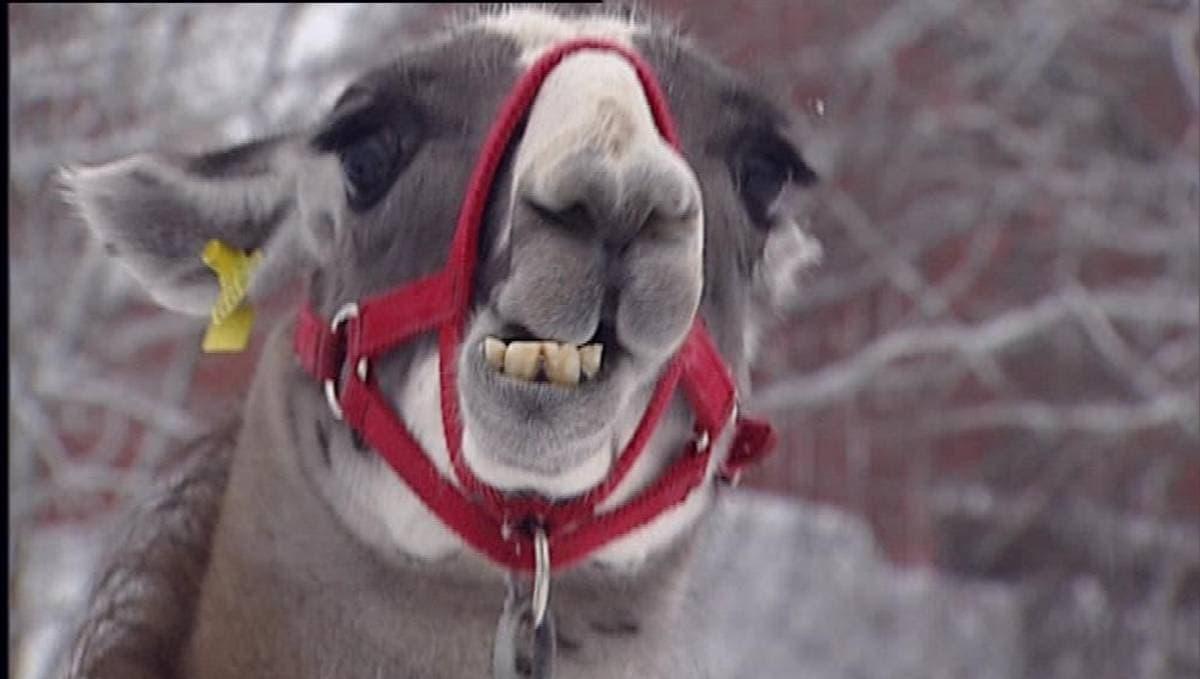 Foto: NRK Martin