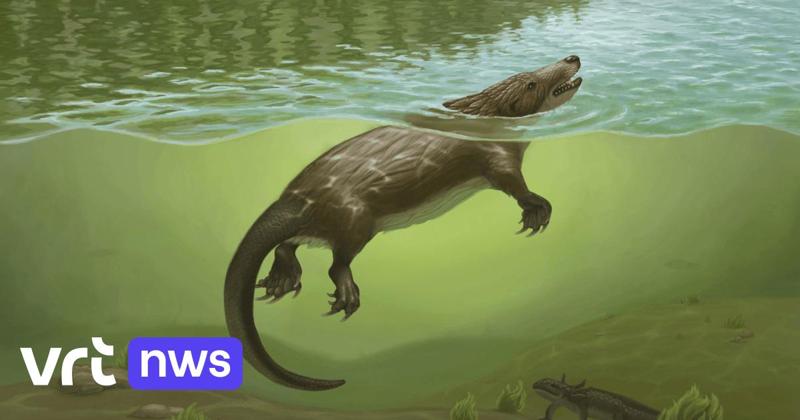 Megacauda, il mammifero giurassico che cacciava in acqua