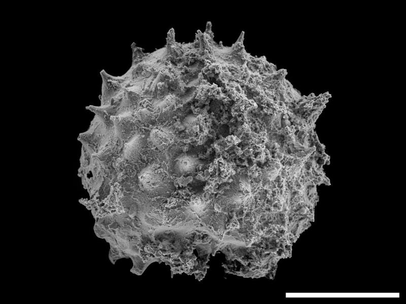 None Asterocapsoides Wenganensis