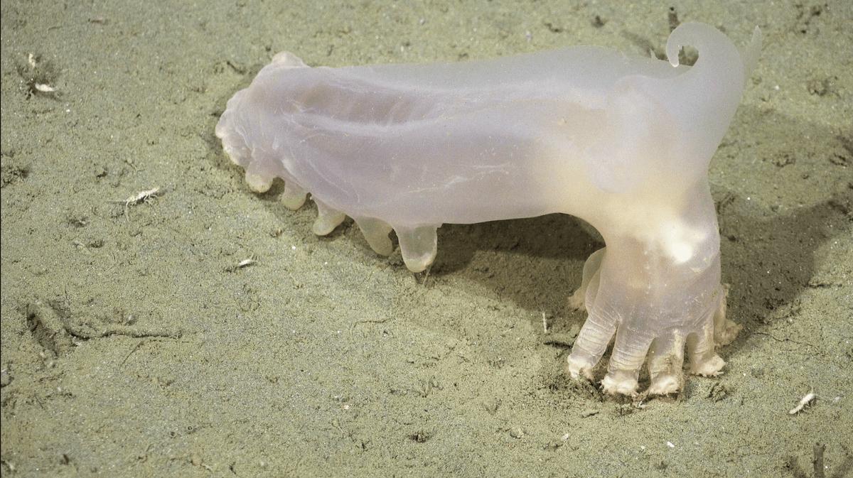 Dalla spedizione in un canyon sottomarino sono emerse 57 nuove specie degli abissi