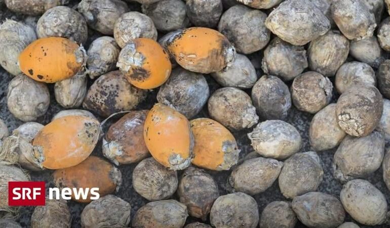 Noce di betel, il consumo potrebbe risalire a 25.000 anni fa
