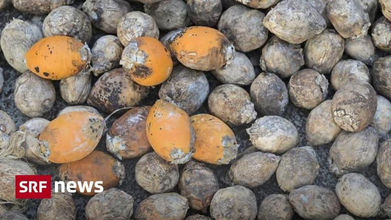 Noce di betel, il consumo potrebbe risalire a 25.000 anni fa
