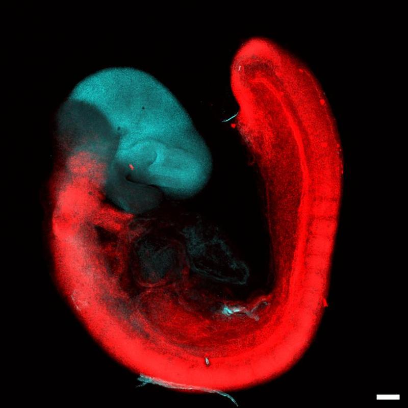 None Un vortice blu e rosso di un embrione mostra due diversi tipi di cellule.