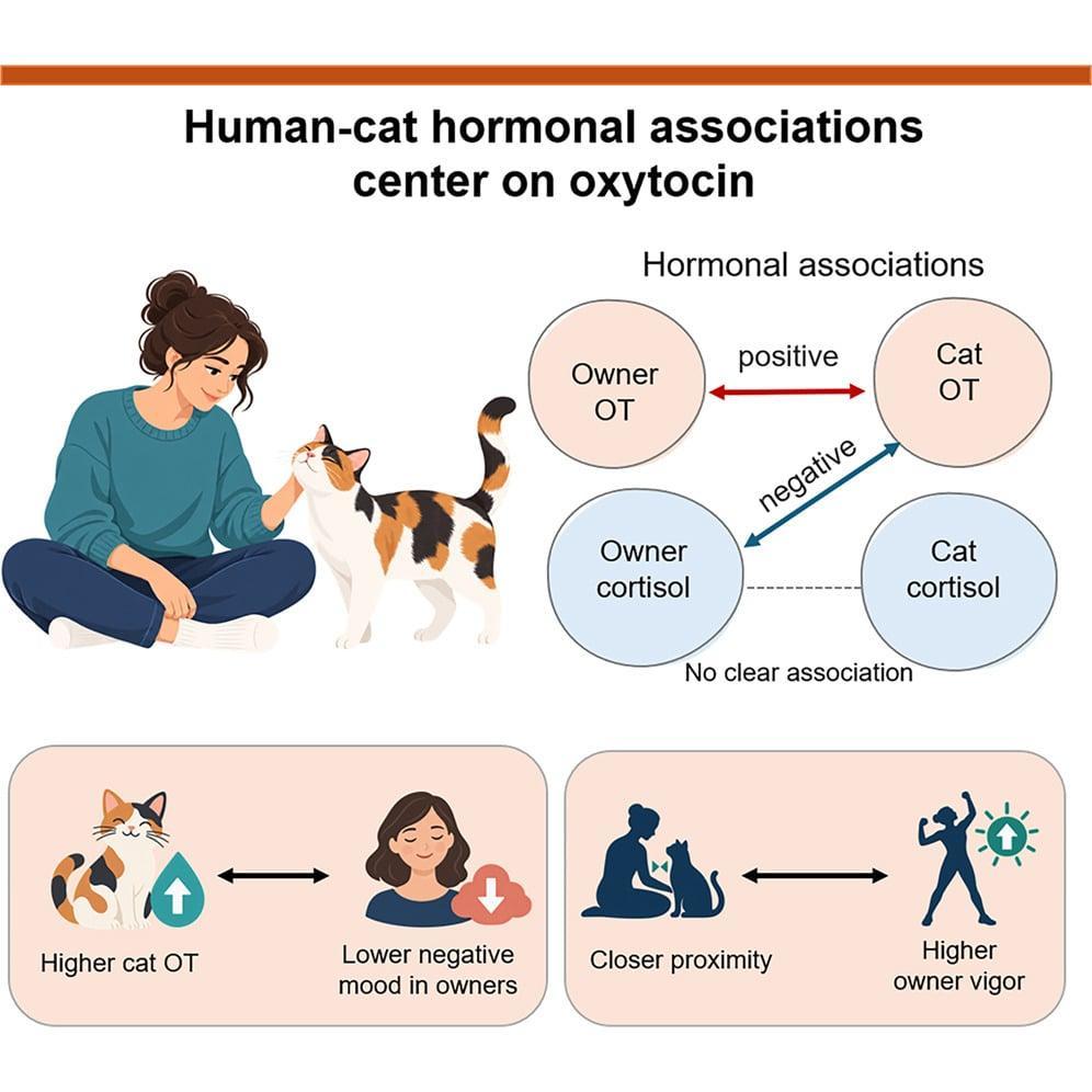 Diagramma che mostra i livelli di ossitocina correlati tra proprietari e gatti, un’associazione inversa tra l’ossitocina dei gatti e il cortisolo dei proprietari, e associazioni con l’umore dei proprietari e la vicinanza.