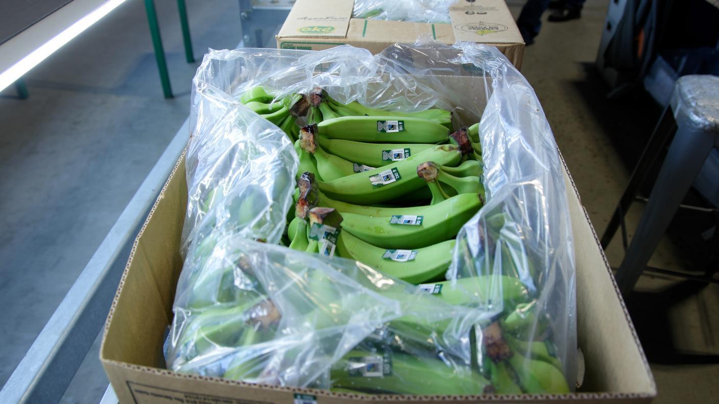 TopSuisse al Centro di maturazione di banane