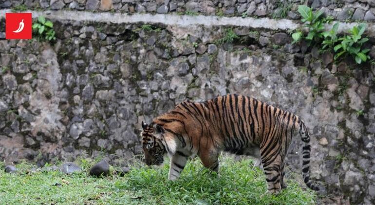 Uomo entra nel recinto di una tigre: zoo evacuato dopo gli spari