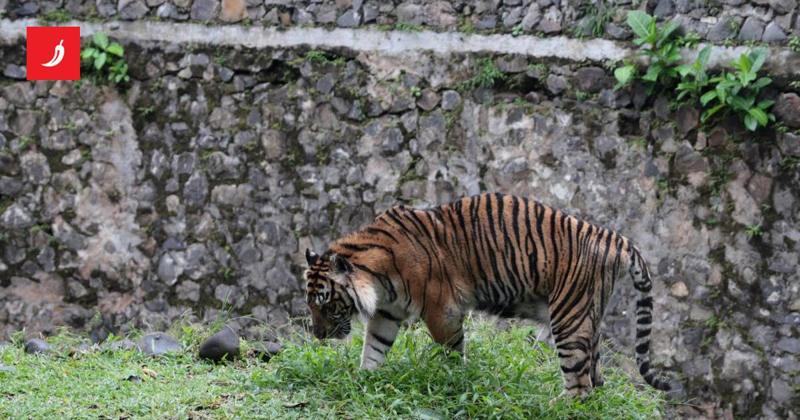 Uomo entra nel recinto di una tigre: zoo evacuato dopo gli spari