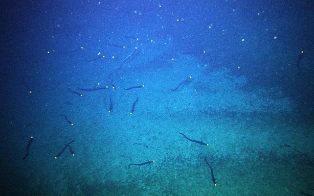 Milioni di misteriose anguille di acque profonde sorprese mentre si radunano al largo della costa della Tasmania