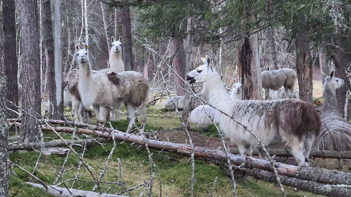 Foto: Inga Mari Johansen / Inga Mari Johansen Lama a Saltdal.