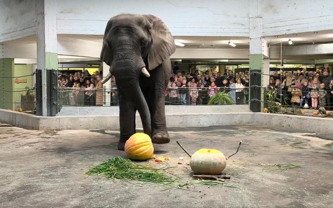 Zoo, oltre 4 tonnellate di verdure per la festa della zucca