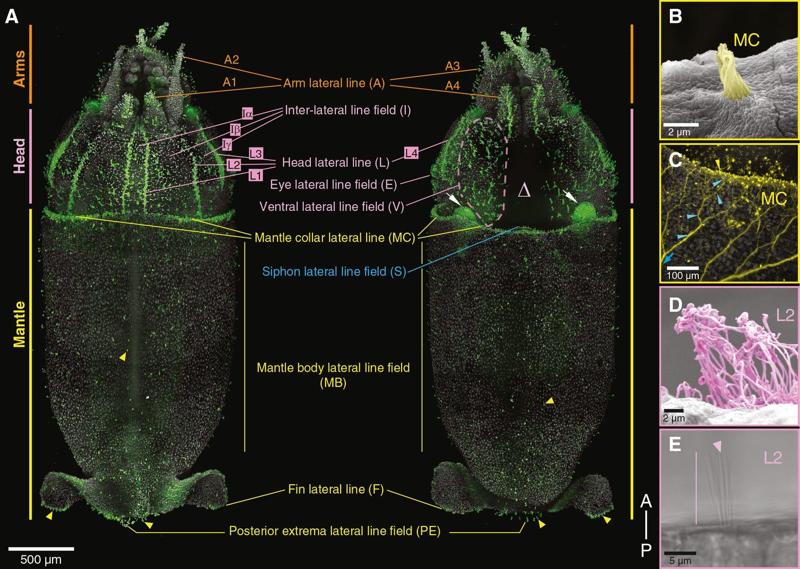 Gli scienziati scoprono che i calamari sono ricoperti di cellule simili a peli, straordinariamente simili a quelle dell’orecchio umano