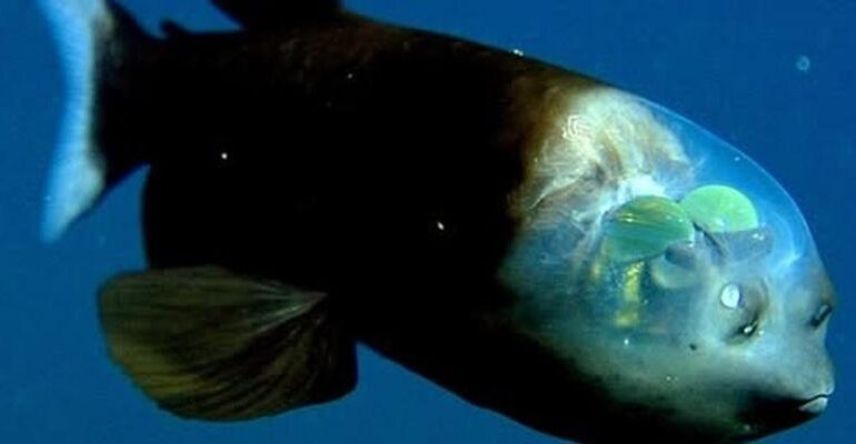 Barreleye, il pesce degli abissi con la testa trasparente