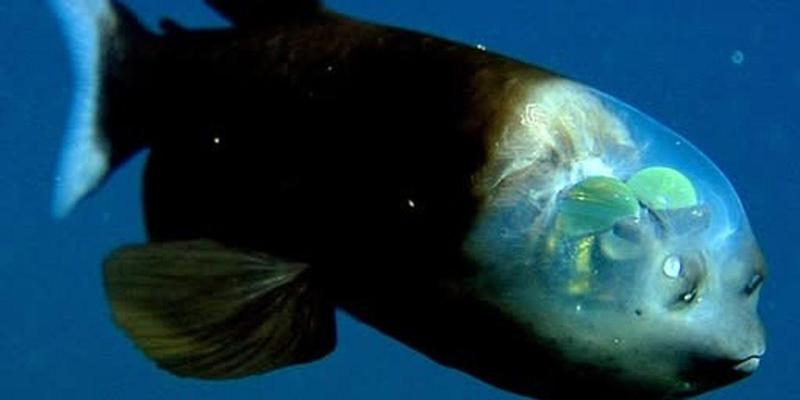 Barreleye, il pesce degli abissi con la testa trasparente