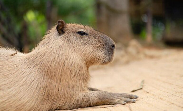 Un dente di capibara riscrive la storia dell’aridità di Atacama