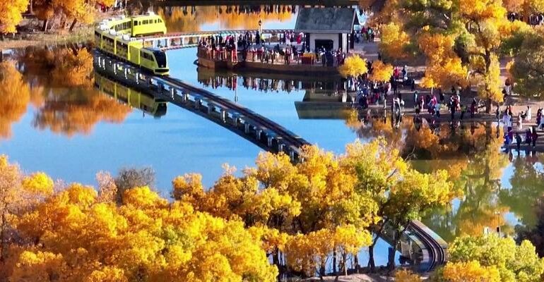 Pioppi dorati e trenini turistici: la foresta rara che incanta