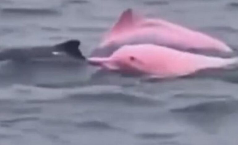 Delfino rosa avvistato in Oman: gli esperti indagano