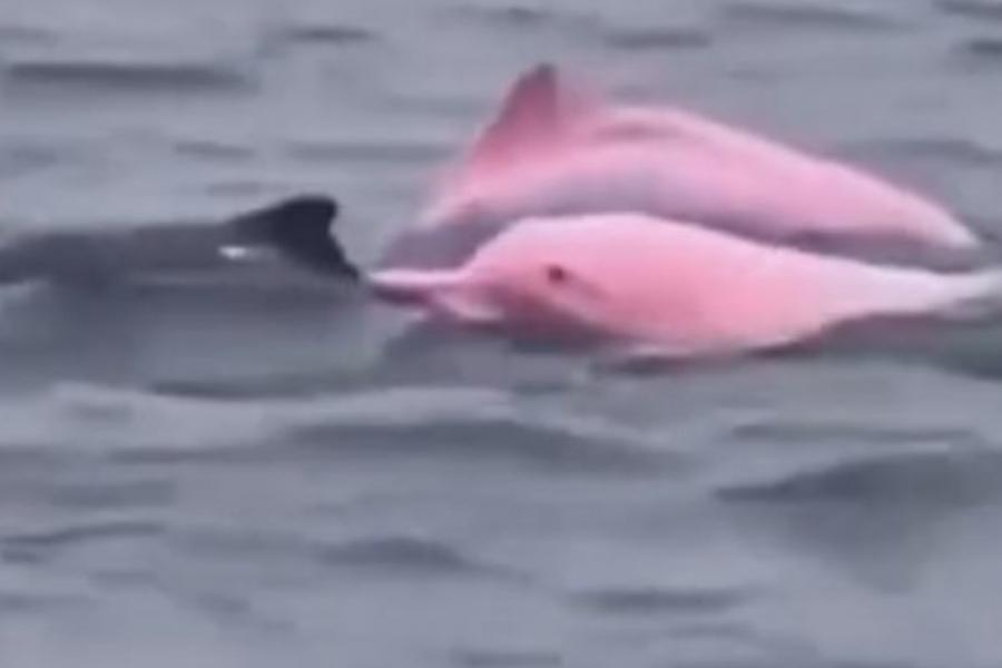 Delfino rosa avvistato in Oman: gli esperti indagano