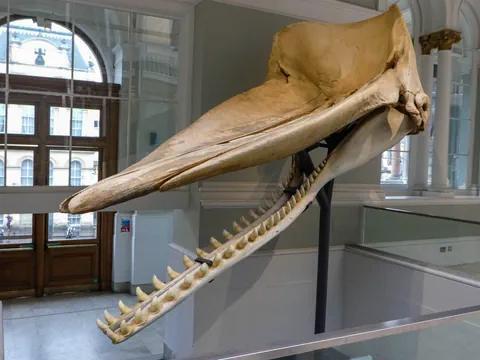 Grande cranio di balena esposto in un museo.