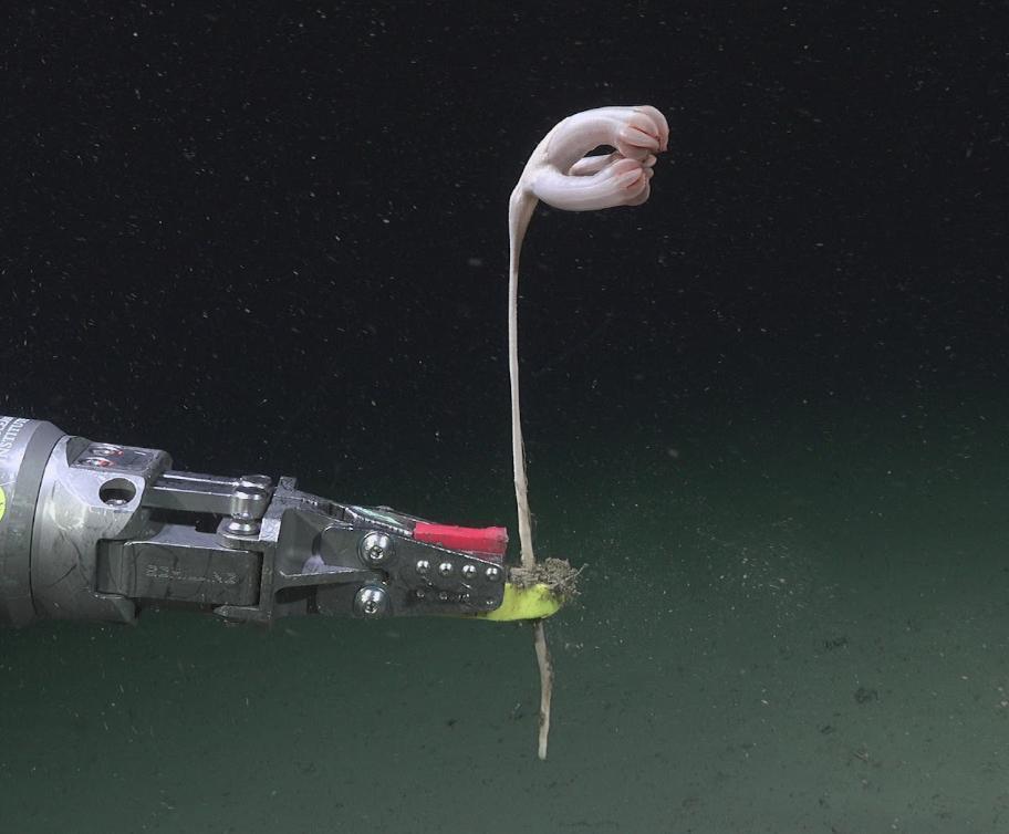 Dalla spedizione in un canyon sottomarino sono emerse 57 nuove specie degli abissi