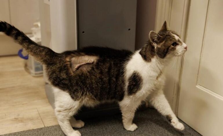 Larry, il gatto di Downing Street, operato d’urgenza a 19 anni