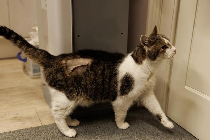 Larry, il gatto di Downing Street, operato d’urgenza a 19 anni