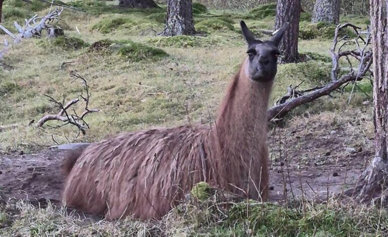 Lama sui binari: treni rallentati a 20 km/h