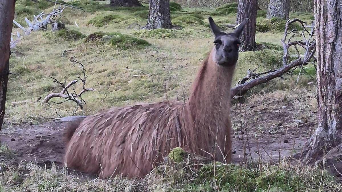 Lama sui binari: treni rallentati a 20 km/h