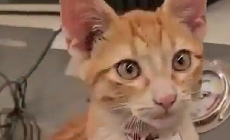 Un gatto assunto in ufficio: lo stipendio è in coccole