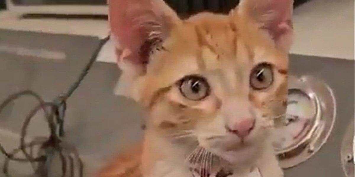 Un gatto assunto in ufficio: lo stipendio è in coccole