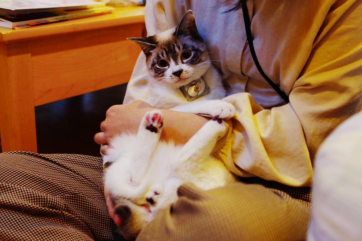 Un gatto bianco e grigio con un piccolo dispositivo fissato al collare è accoccolato tra le braccia di una persona.