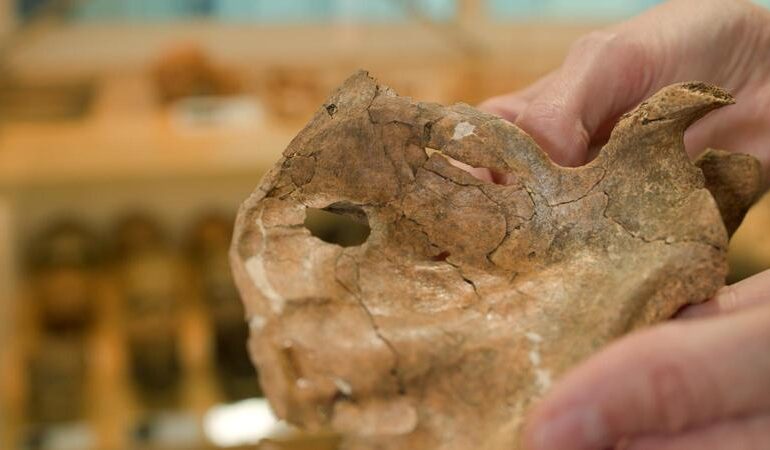 Neanderthal trafitto da una lancia di legno 75.000 anni fa