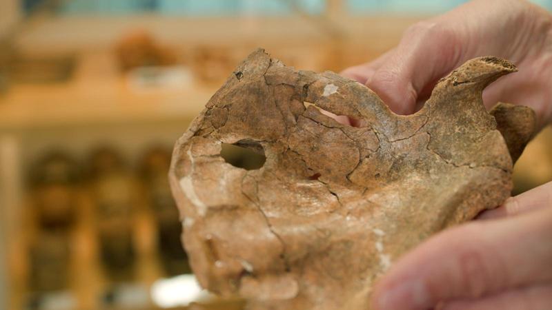 Neanderthal trafitto da una lancia di legno 75.000 anni fa