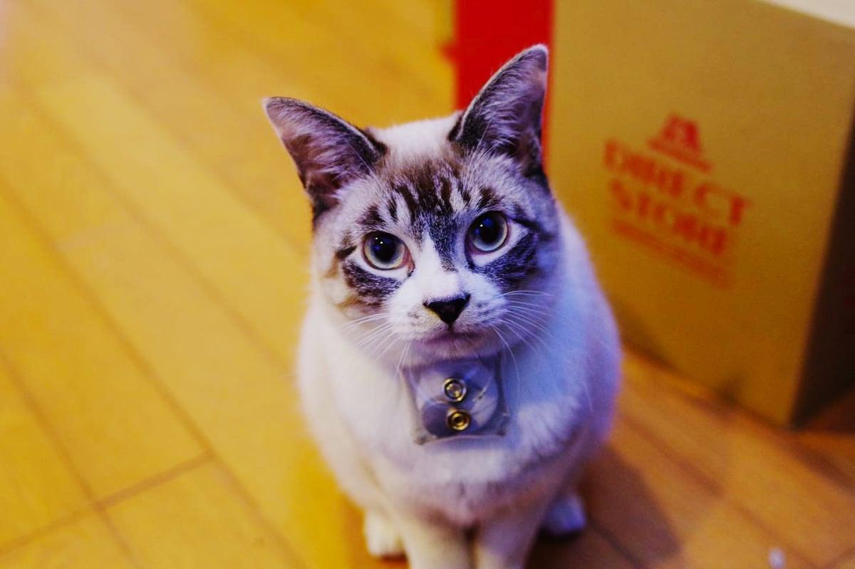 Un gatto bianco e grigio è seduto su un pavimento di legno e guarda in alto; al collare è fissato un piccolo dispositivo.