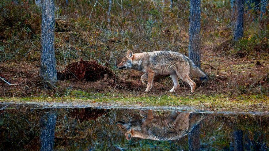 Un lupo cammina lungo la riva di uno stagno nella palude e la sua sagoma si riflette sulla superficie dell’acqua.
