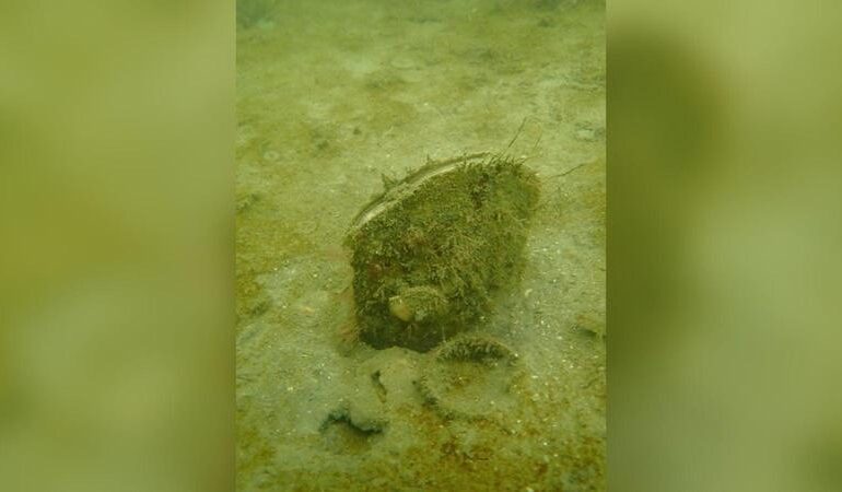 Nacchera di mare, avvistamento rarissimo nelle acque irlandesi