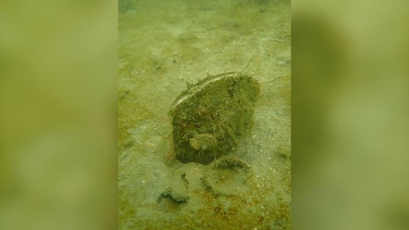 Nacchera di mare, avvistamento rarissimo nelle acque irlandesi