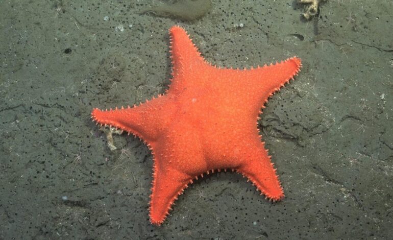 Abissi dell’Atlantico, scoperte 57 nuove specie marine