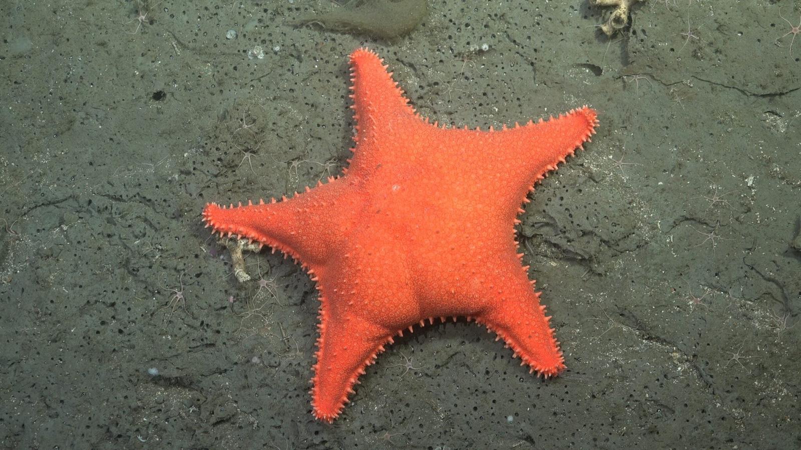 Abissi dell’Atlantico, scoperte 57 nuove specie marine